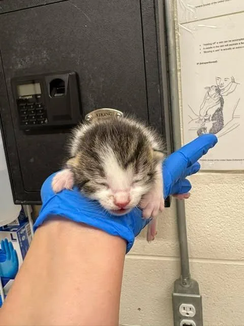 A baby medium-sized male Tabby (Brown / Chocolate) Domestic Short Hair cat named Clavicus for adoption in Fruit Heights, UT