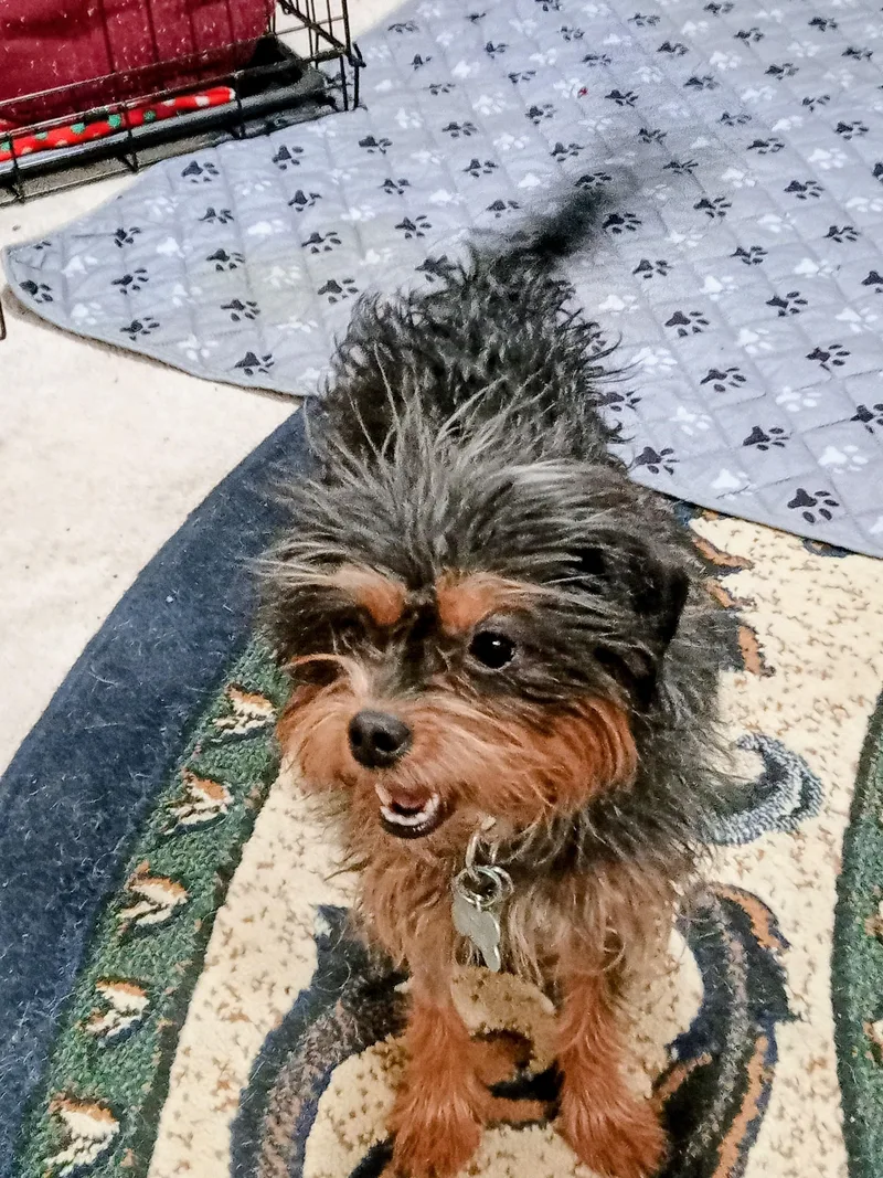 A young small-sized female Terrier dog named Luz for adoption in Albuquerque, NM