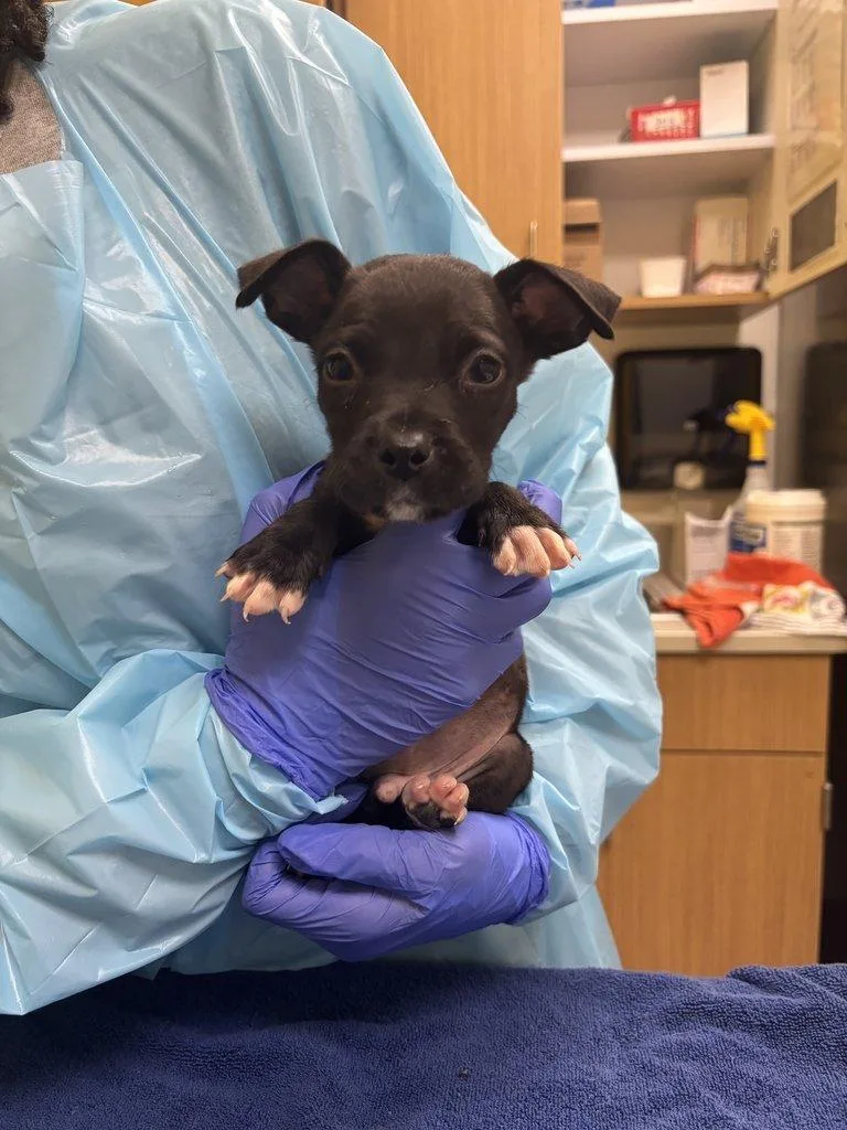 A baby small-sized male Black Mixed Breed dog named Wurmple for adoption in Raleigh, NC