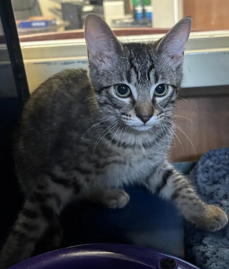 A baby small-sized male Abyssinian cat named Mike for adoption in Little Elm, TX