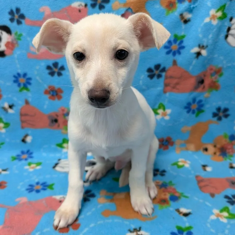 A young small-sized male White / Cream Chihuahua dog named Sanji for adoption in Chico, CA