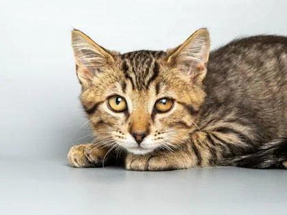 A baby small-sized male Domestic Short Hair cat named Rango for adoption in Longmont, CO