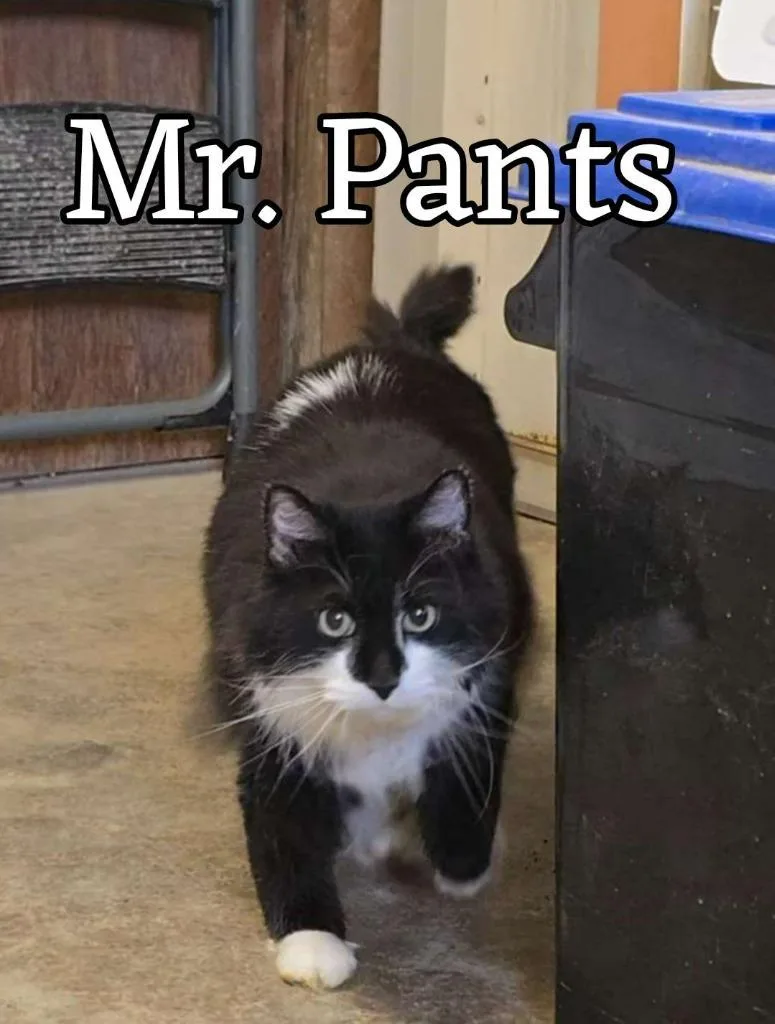An adult small-sized male Domestic Long Hair cat named Mr. Pants for adoption in Hillsboro, OH