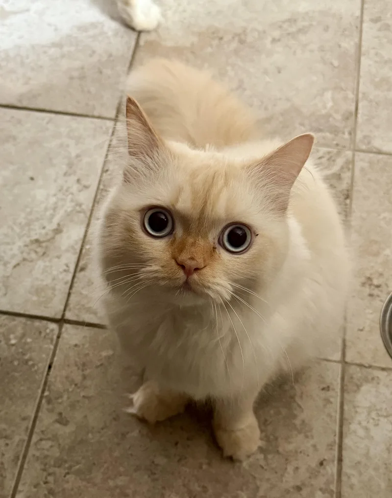 Ramo!!!🧡 thumbnail 2