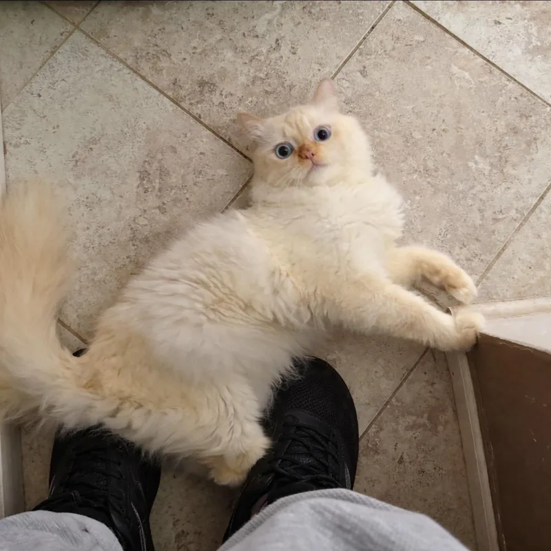 Ramo!!!🧡 thumbnail 4