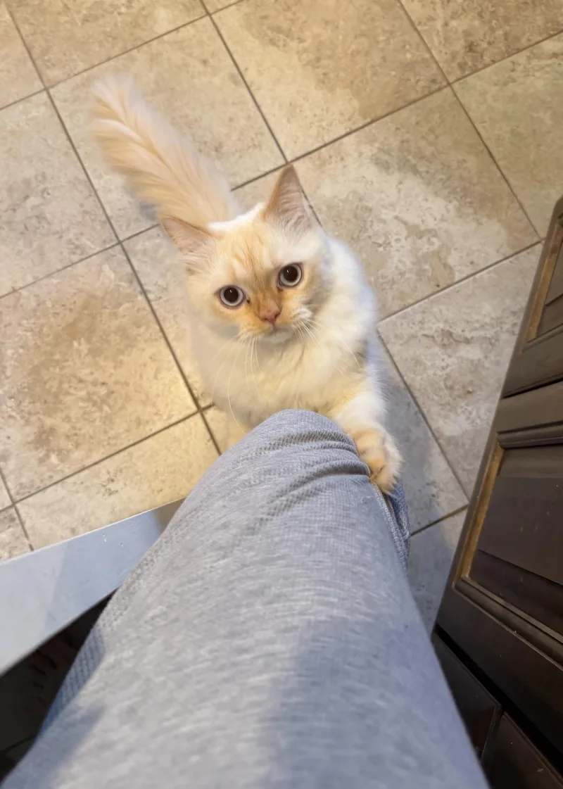 Ramo!!!🧡 thumbnail 5