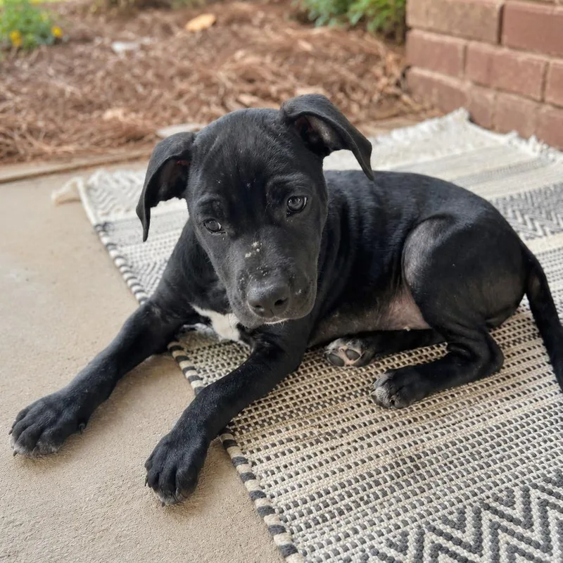 A baby medium-sized female Labrador Retriever dog named Jubilee for adoption in Helena, AL