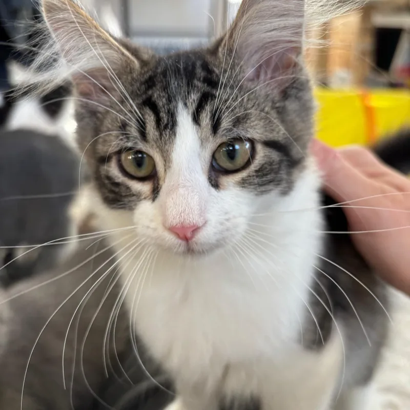 A baby small-sized male Domestic Medium Hair cat named Sam  Max  for adoption in New York, NY