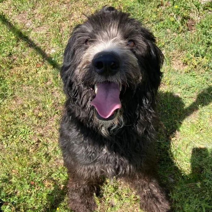 An adult medium-sized male Goldendoodle dog named Hendricks for adoption in Carmel, NY