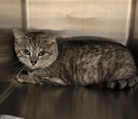 An adult small-sized male Domestic Short Hair cat named Cornelius for adoption in South Lake Tahoe, CA