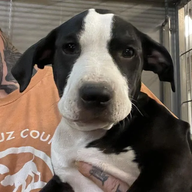 A baby small-sized female Staffordshire Bull Terrier dog named Daisy for adoption in Santa Cruz, CA