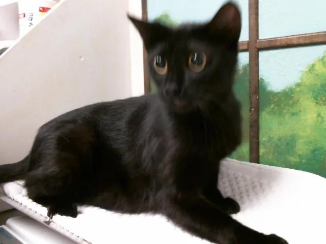 A young medium-sized female Domestic Short Hair cat named Amanda for adoption in Houston, TX