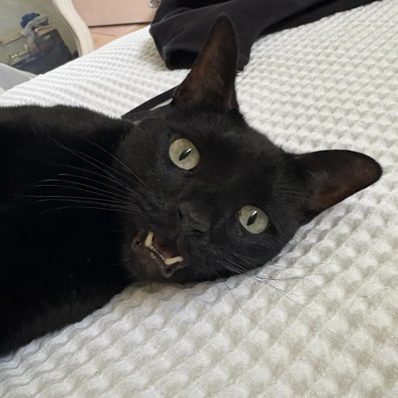 An adult medium-sized male Black Domestic Short Hair cat named Mister C for adoption in West Palm Beach, FL