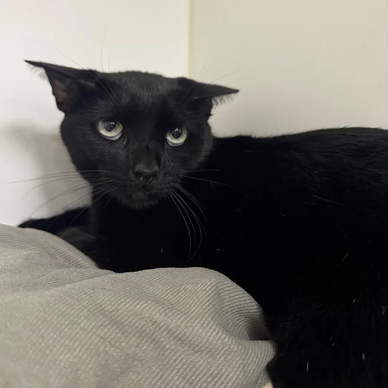 Mister C thumbnail 2