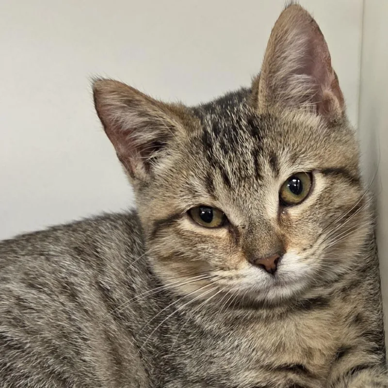 A baby small-sized female Brown / Chocolate Domestic Short Hair cat named Shrimp for adoption in Voorhees, NJ