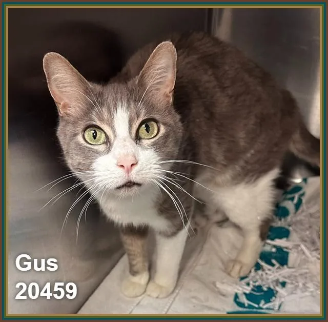 A young medium-sized male Gray & White Domestic Short Hair cat named Gus for adoption in Marietta, GA