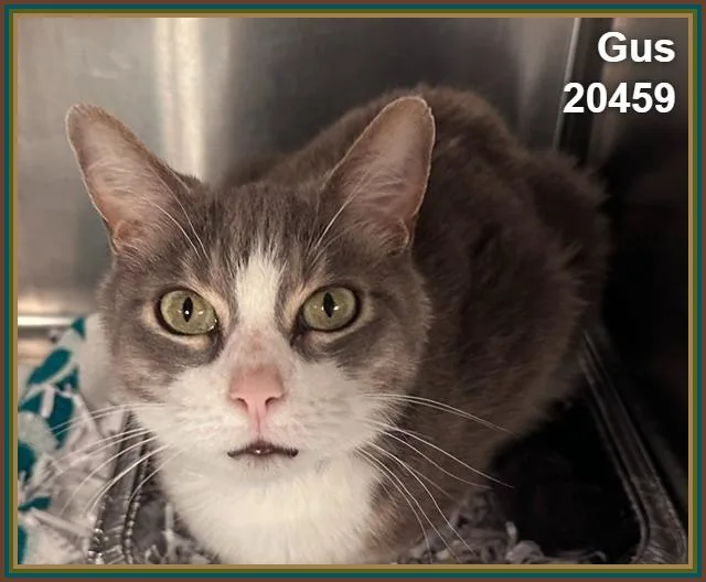 Gus thumbnail 3