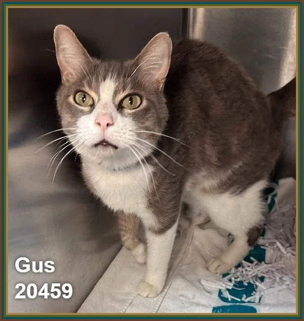 Gus thumbnail 4