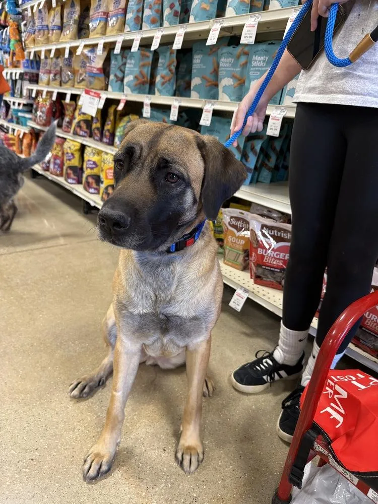 Buttercup thumbnail 2