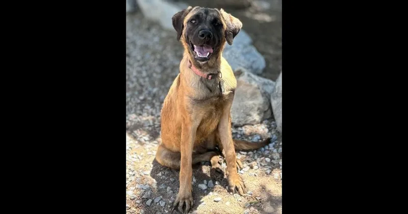 Buttercup thumbnail 4