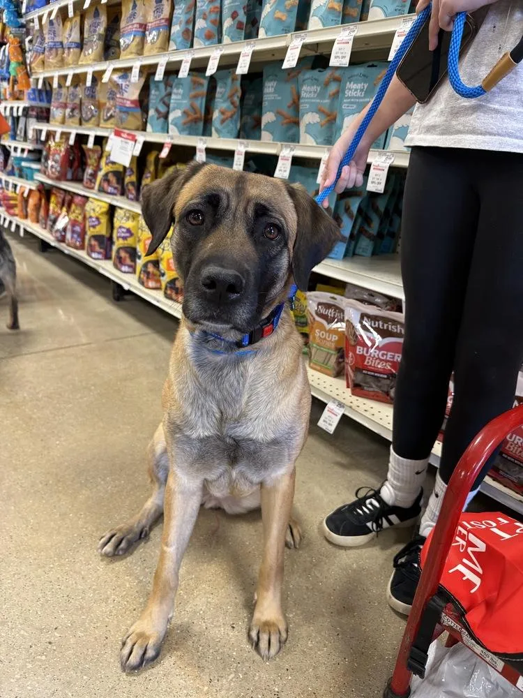 Buttercup thumbnail 5