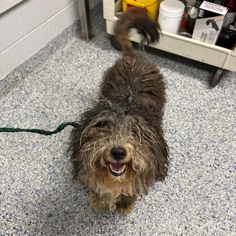 An adult small-sized female Black Mixed Breed dog named Tina for adoption in Greenville, SC