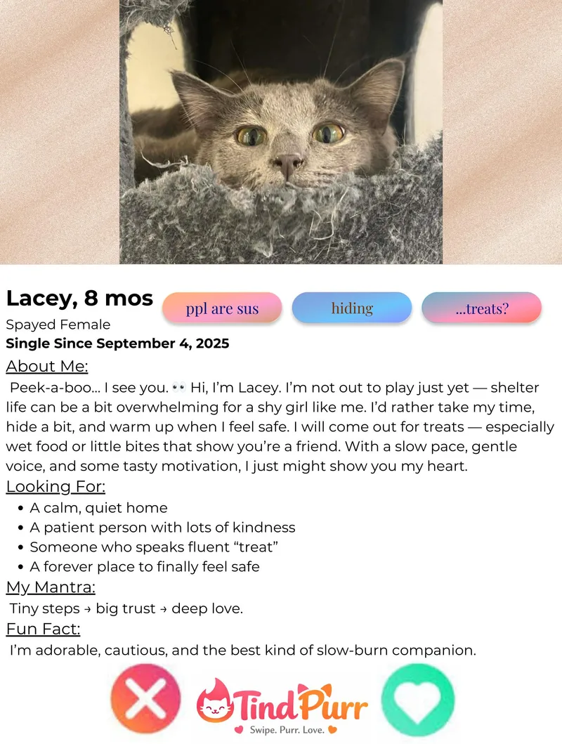 Lacey thumbnail 3