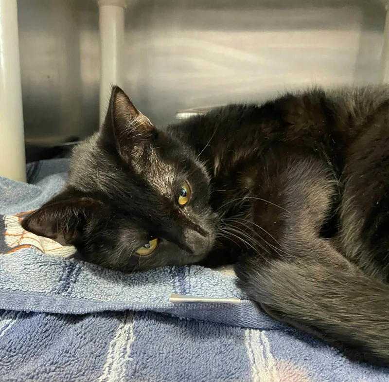 An adult medium-sized female Black Domestic Short Hair cat named Birdie: Visit At Lynchburg for adoption in Rustburg, VA