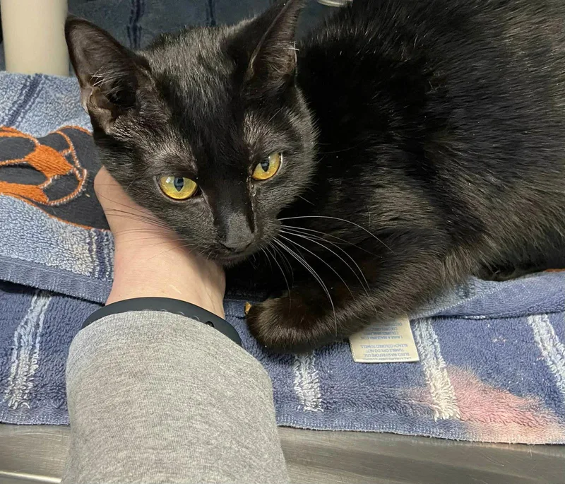 Birdie: Visit At Lynchburg thumbnail 2