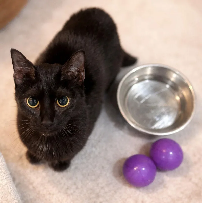 Birdie: Visit At Lynchburg thumbnail 3