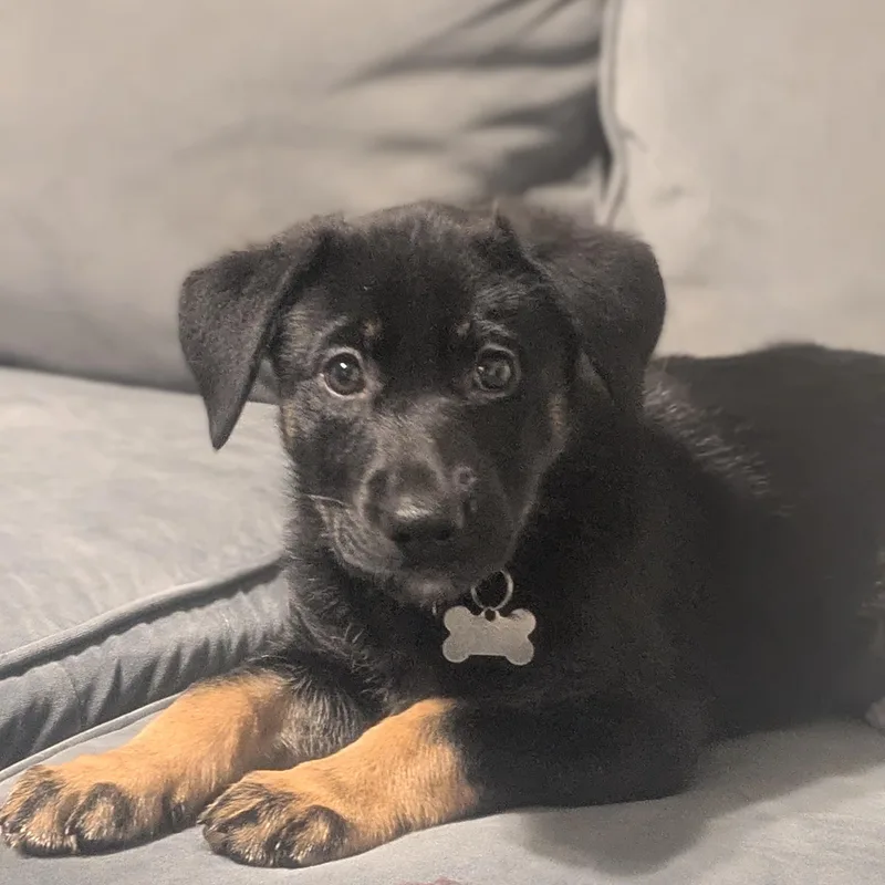 Stella