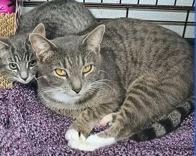 An adult medium-sized female Domestic Short Hair cat named Maple for adoption in Reeds Spring, MO