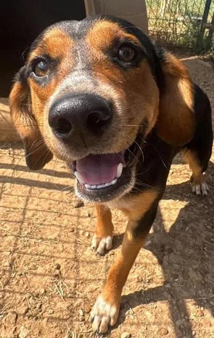 An adult medium-sized male Beagle dog named Jerry for adoption in Munfordville, KY
