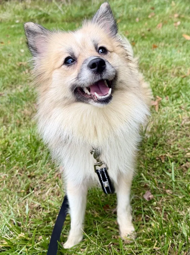 An adult small-sized female Pomeranian dog named Gracie for adoption in New Albany, OH