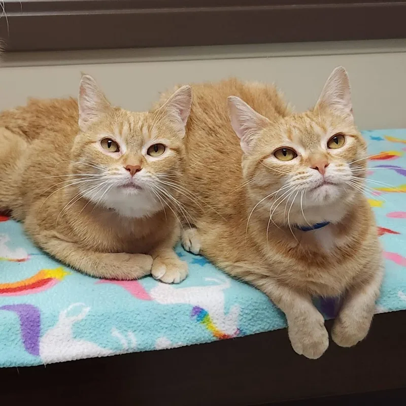 An adult medium-sized female Tabby (Orange / Red) Tabby cat named Joplin for adoption in Marshfield, WI