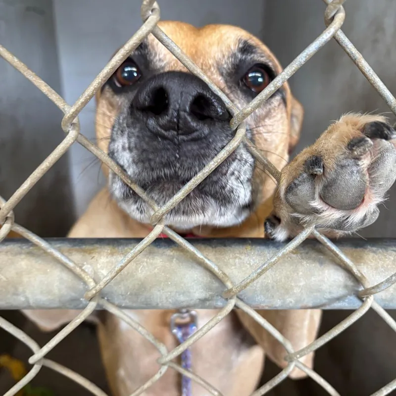 A senior medium-sized female Brown / Chocolate Pit Bull Terrier dog named Sadie Lee for adoption in Austin, TX