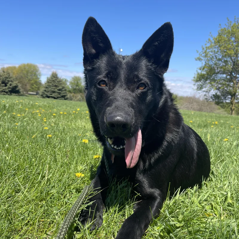 An adult large-sized female Black German Shepherd Dog dog named Dori for adoption in Allegan, MI