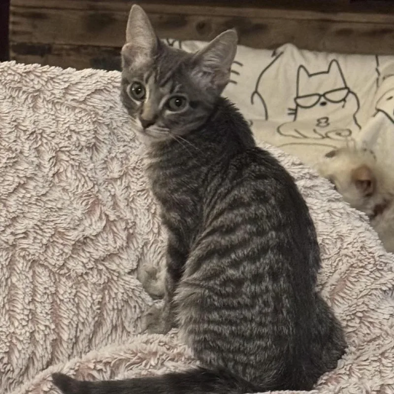 A baby small-sized male Gray / Blue / Silver Domestic Short Hair cat named Squiggles C for adoption in Princeton, MN