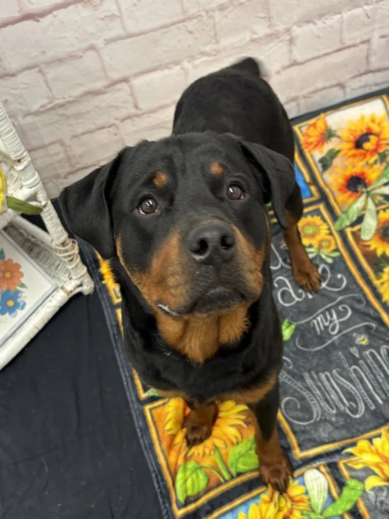 A young medium-sized male Mixed Breed dog named Jager Bomb for adoption in Detroit, MI