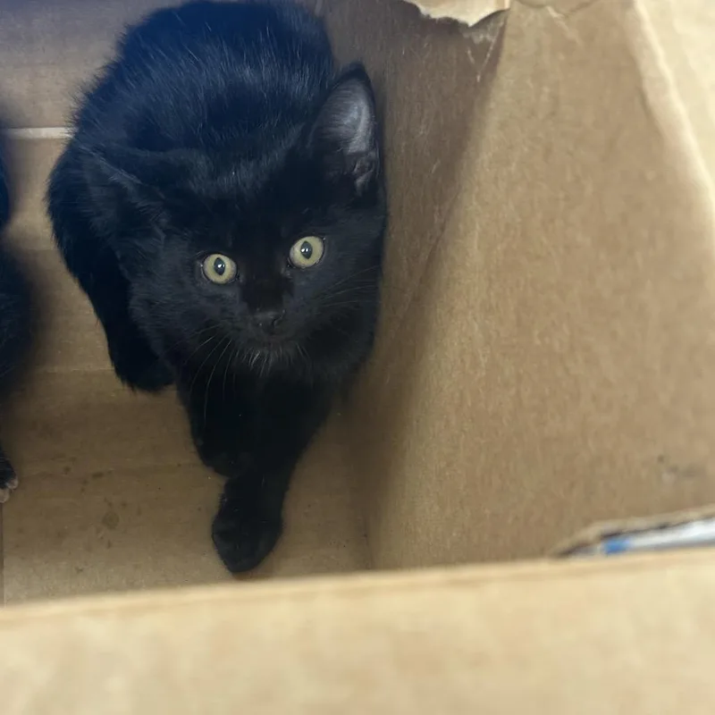 A baby small-sized male Black Domestic Short Hair cat named Julius for adoption in Starkville, MS