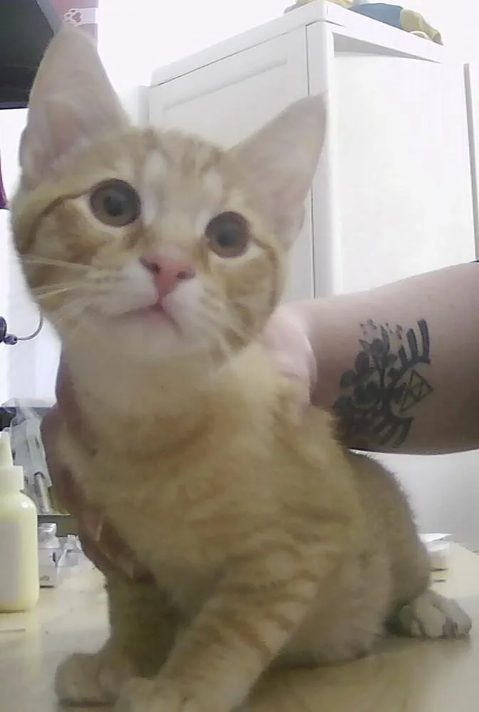 A baby small-sized male Tabby (Orange / Red) Domestic Short Hair cat named Jack for adoption in Anoka, MN