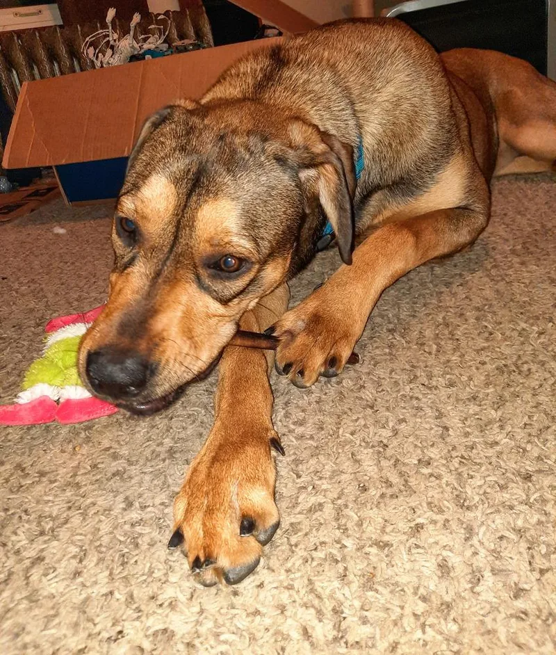 An adult large-sized female Yellow / Tan / Blond / Fawn Mixed Breed dog named Jessie for adoption in Lansing, MI