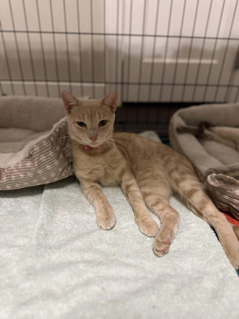 An adult medium-sized male Tabby (Orange / Red) American Shorthair cat named Leonard for adoption in Houston, TX