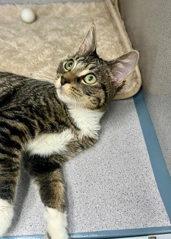 A baby small-sized male Domestic Short Hair cat named Edwin for adoption in Skillman, NJ