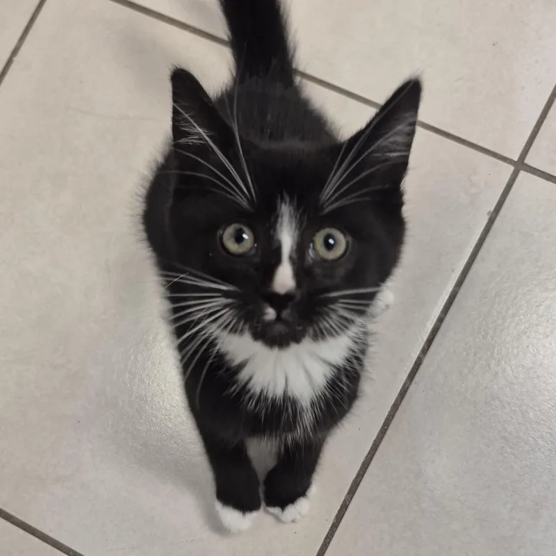 A baby small-sized male Domestic Short Hair cat named Roy for adoption in Newark, NJ