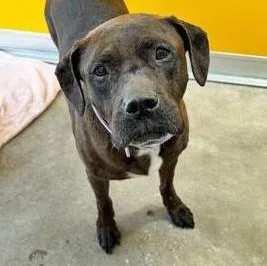 A senior large-sized female Black Mixed Breed dog named Belle for adoption in Fernandina Beach, FL