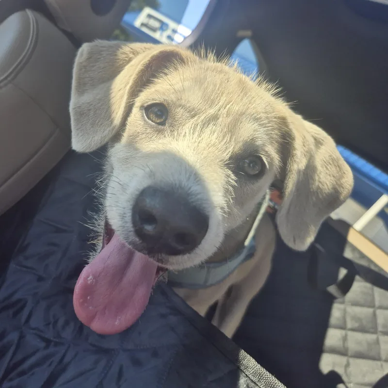 A baby medium-sized male Apricot / Beige Mixed Breed dog named Max for adoption in Blue Island, IL