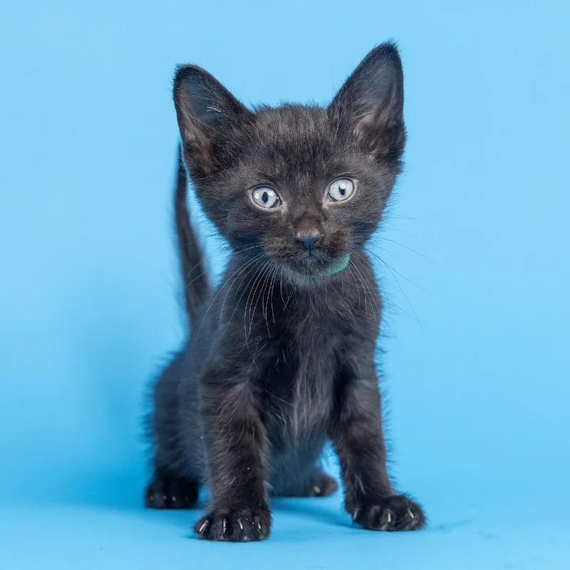 A baby small-sized male Black Domestic Short Hair cat named James for adoption in Franklin, TN