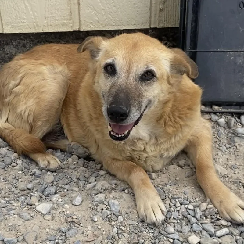 A senior medium-sized female German Shepherd Dog dog named Mia for adoption in Pahrump, NV