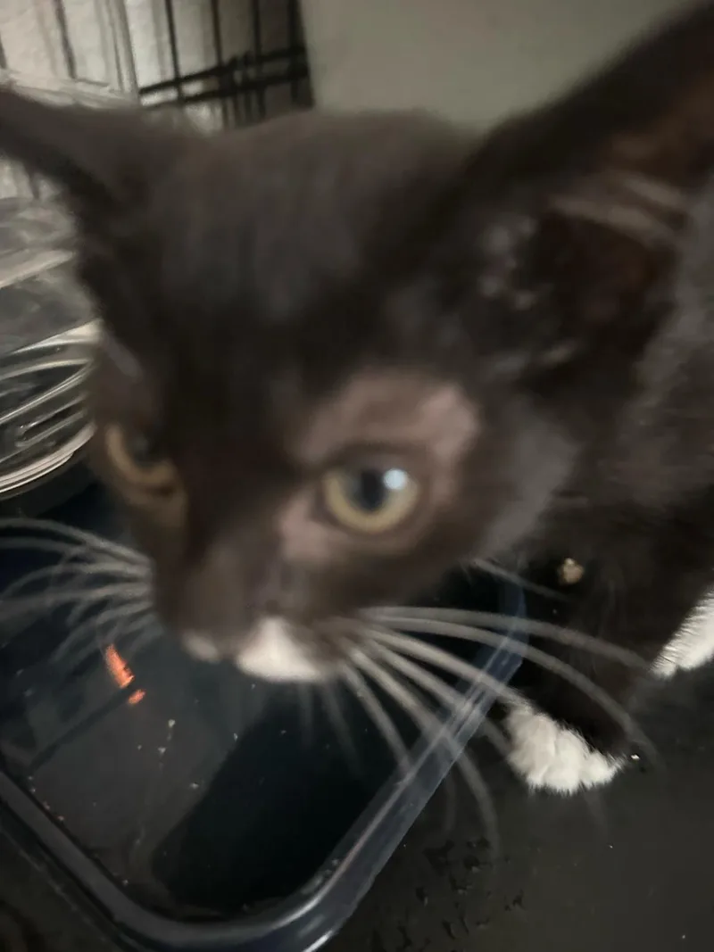 A baby medium-sized female Domestic Short Hair cat named Manzanita for adoption in Lincoln, CA